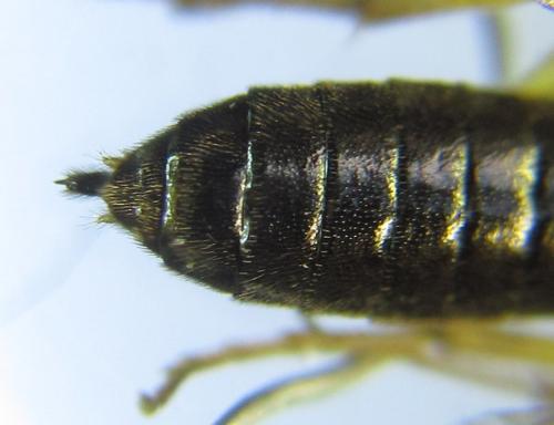 Ametastegia pallipes