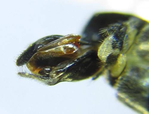 Réf. 289 185 : Dolerus nigratus