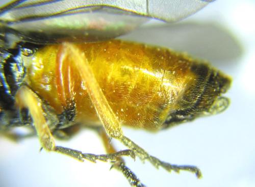 Réf. 289 225 : Eutomostethus luteiventris