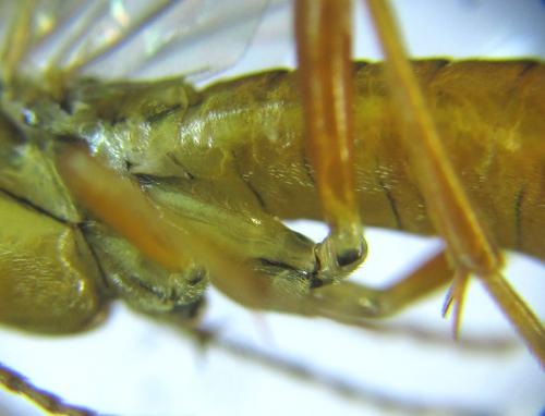 Réf. 289 450 : Tenthredopsis nassata