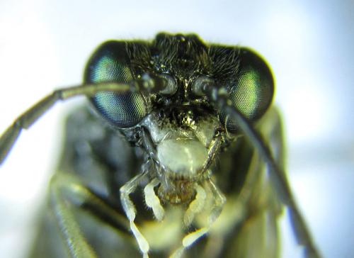 Réf. 289 522 : Macrophya albipuncta