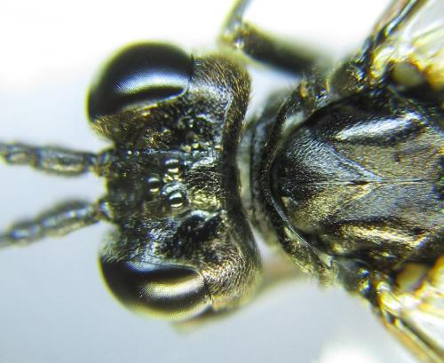 Réf. 289 600 : Tenthredo livida