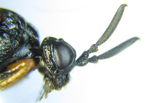 Réf. 289 061 : Blasticotoma filiceti