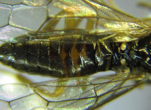 Heptamelus ochroleucus