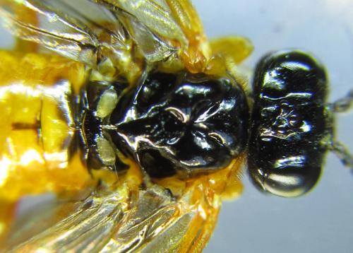 Selandria serva