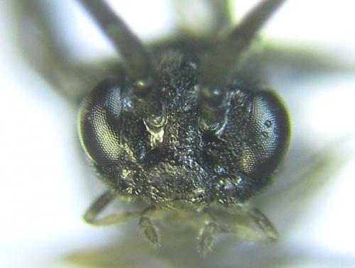 Ametastegia carpini
