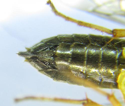Ametastegia pallipes