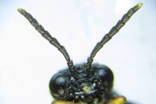 Réf. 289 226 : Eutomostethus luteiventris