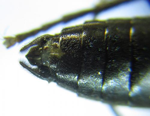 Réf. 289 246 : Macrophya infumata