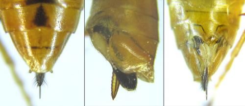 Tenthredopsis nassata