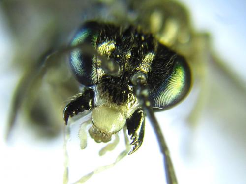 Réf. 289 523 : Macrophya albipuncta