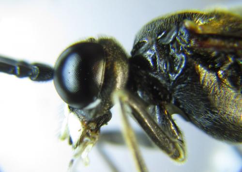 Réf. 289 601 : Tenthredo livida