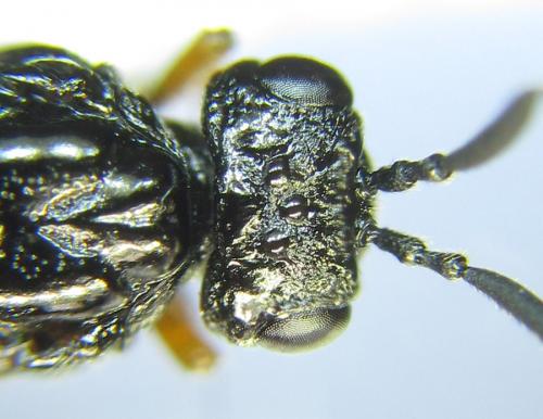 Réf. 289 062 : Blasticotoma filiceti