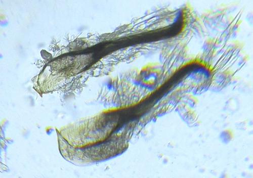 Ametastegia carpini