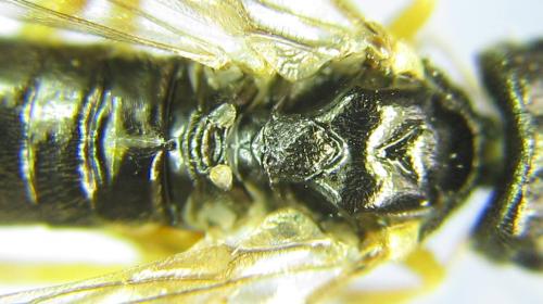 Ametastegia pallipes