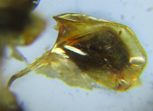 Dolerus nigratus