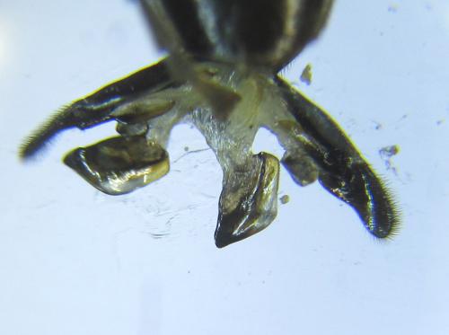 Réf. 289 248 : Macrophya infumata