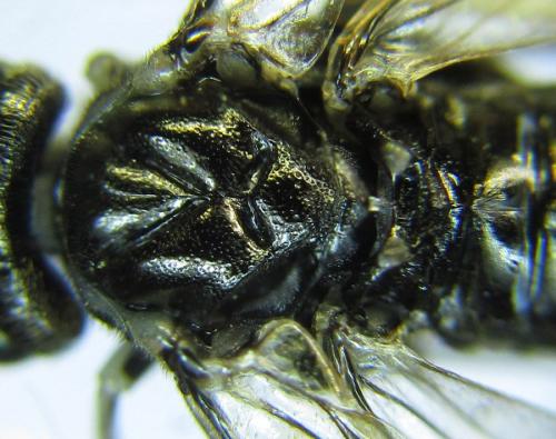 Réf. 289 524 : Macrophya albipuncta