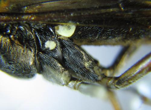 Réf. 289 602 : Tenthredo livida