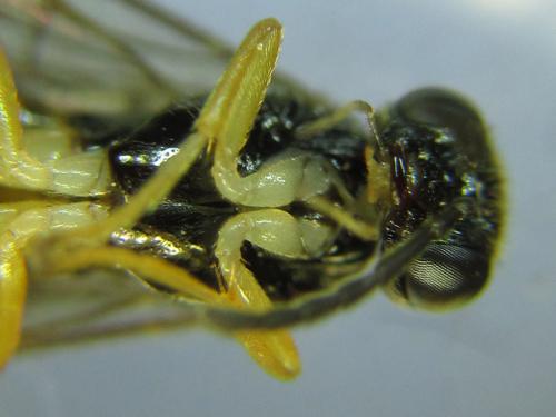 Réf. 289 724 : Heptamelus ochroleucus