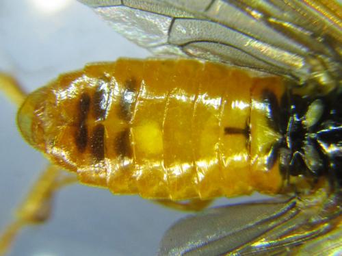 Selandria serva