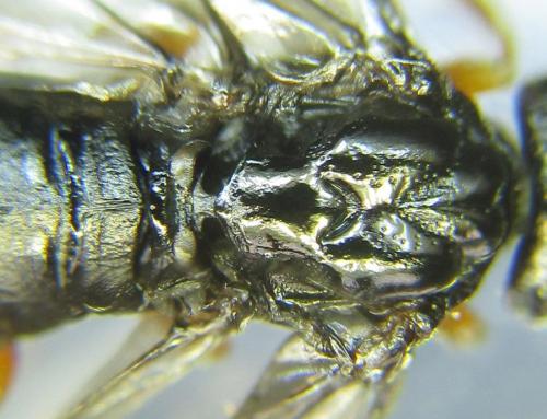 Réf. 289 064 : Blasticotoma filiceti