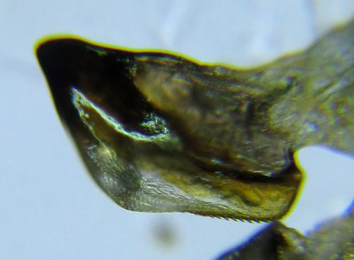 Réf. 289 249 : Macrophya infumata