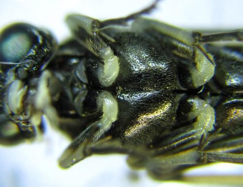 Réf. 289 525 : Macrophya albipuncta