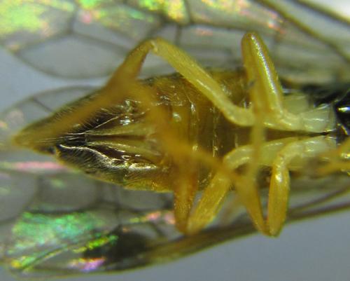 Heptamelus ochroleucus