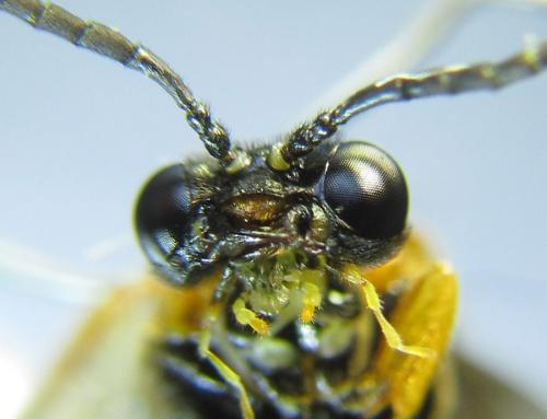 Selandria serva