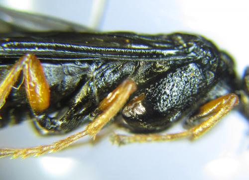 Réf. 289 065 : Blasticotoma filiceti