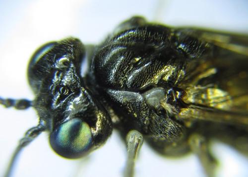 Réf. 289 526 : Macrophya albipuncta