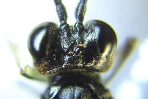Réf. 289 604 : Tenthredo livida