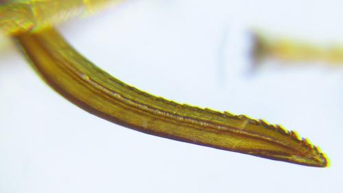 Heptamelus ochroleucus