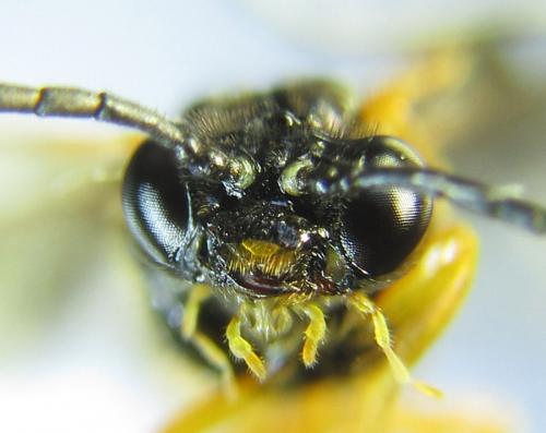 Selandria serva