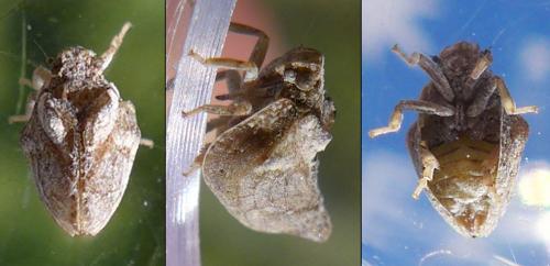 Cyphopterum difformis