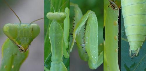 Réf. 289 129 : Hierodula patellifera