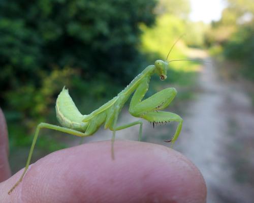 Réf. 289 128 : Hierodula patellifera