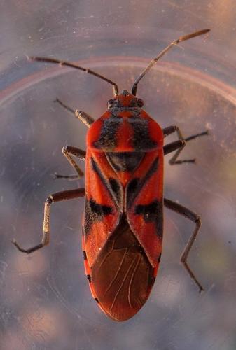 Réf. 289 283 : Spilostethus furcula