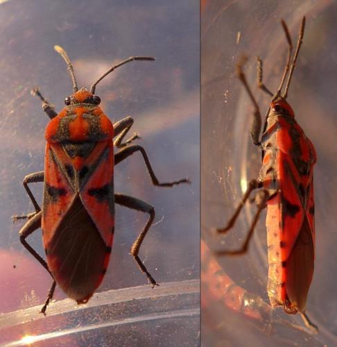 Réf. 289 284 : Spilostethus furcula