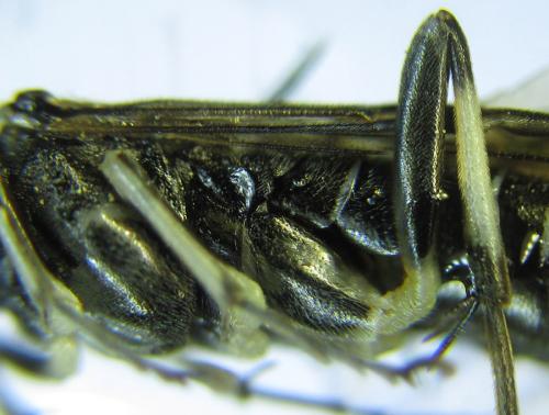 Réf. 289 527 : Macrophya albipuncta
