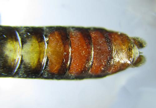 Réf. 289 605 : Tenthredo livida