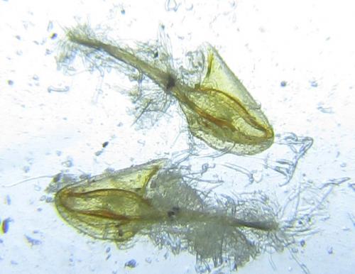Selandria serva