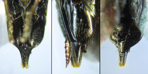 Réf. 289 067 : Blasticotoma filiceti