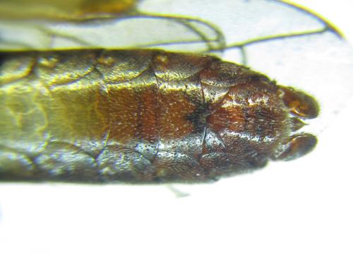 Réf. 289 606 : Tenthredo livida