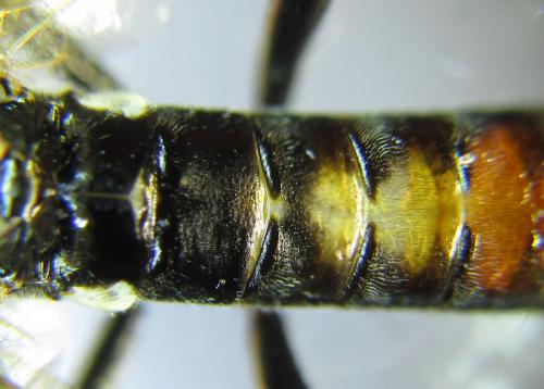 Réf. 289 607 : Tenthredo livida