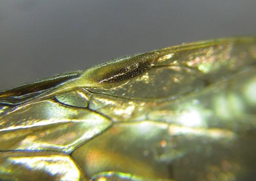 Réf. 289 608 : Tenthredo livida