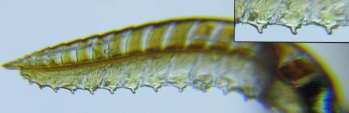 Macrophya albipuncta