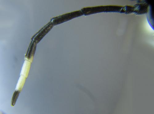 Réf. 289 609 : Tenthredo livida