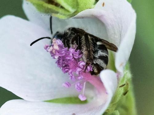 Tetraloniella nana